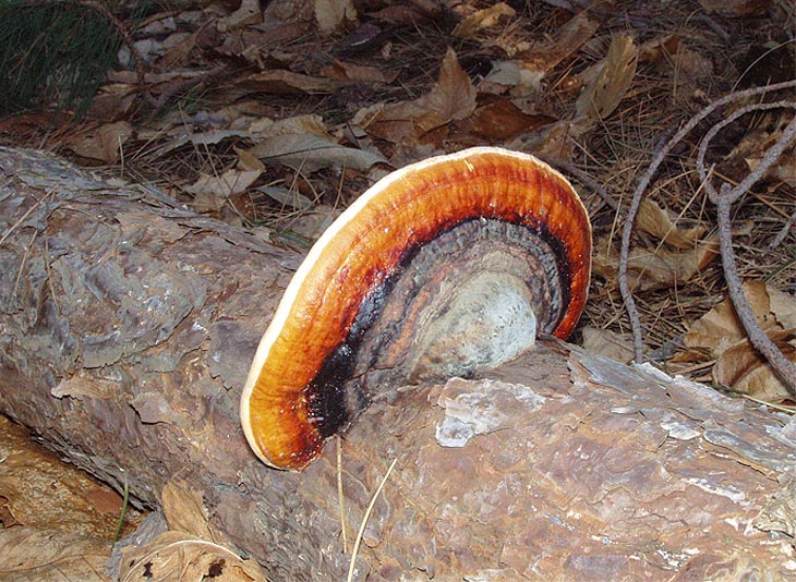 Mycoflora toscana: Fomitopsis pinicola